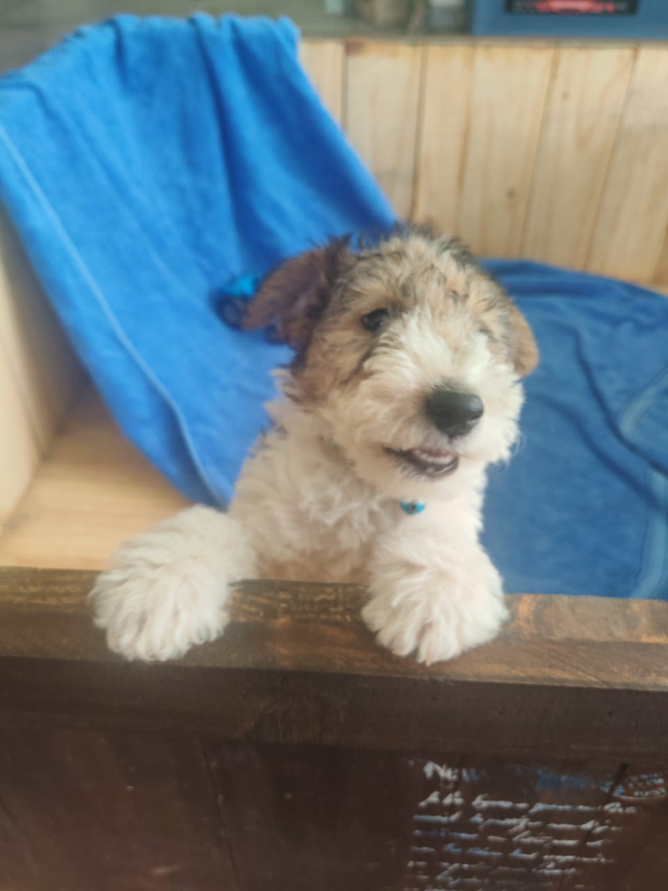 Wire haired terrier male