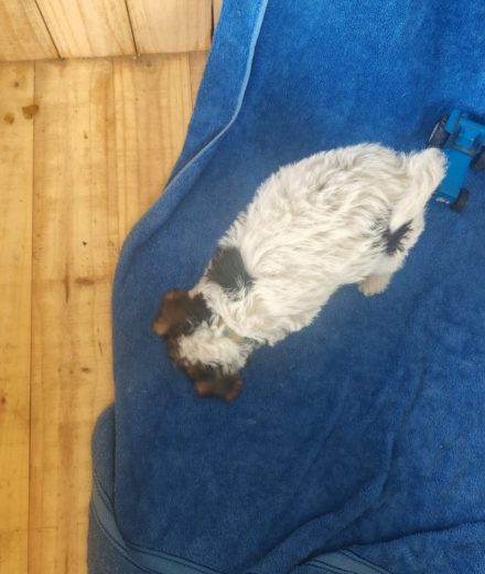 Wire haired terrier male