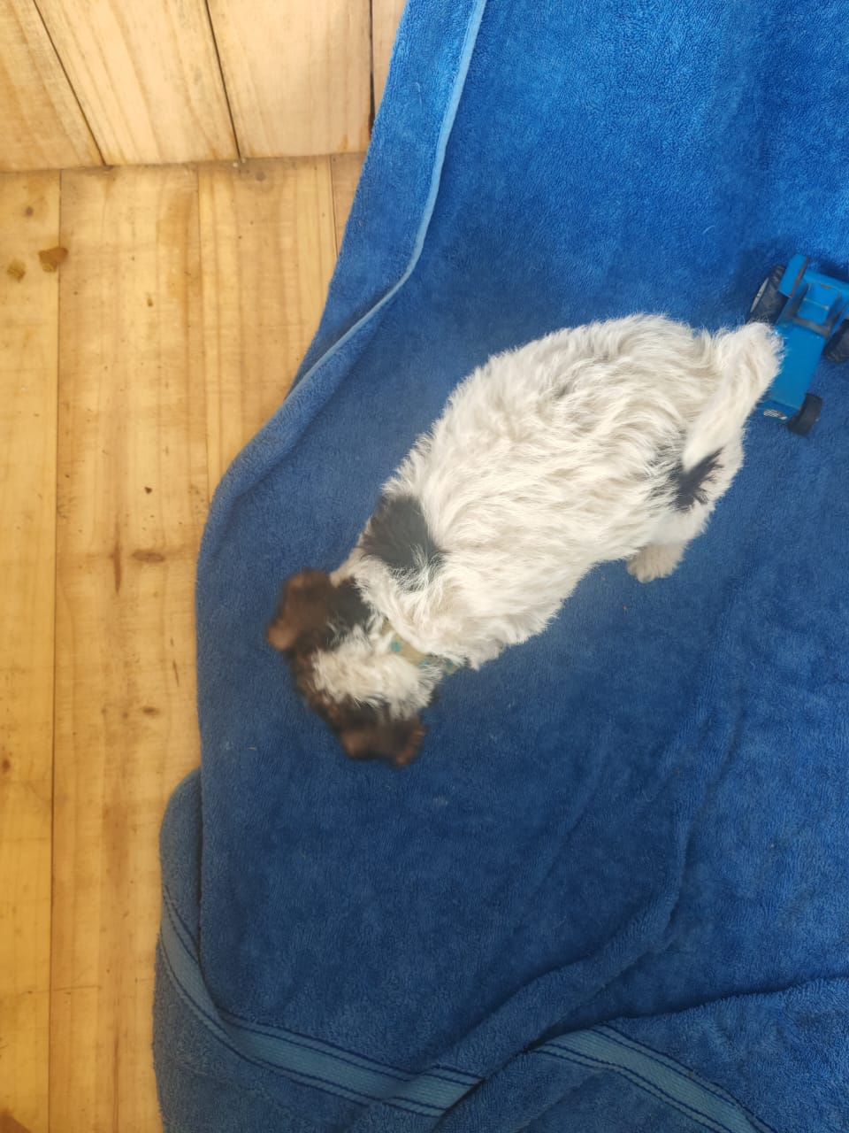 Wire haired terrier male