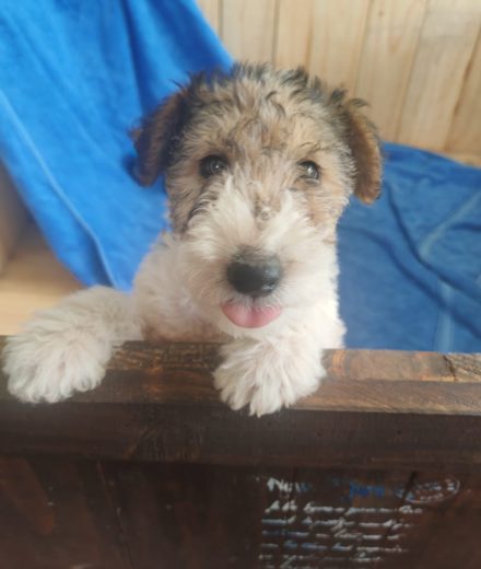 Wire haired terrier male