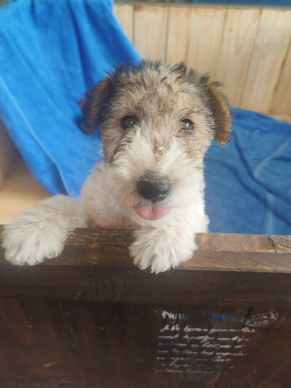 Wire haired terrier male