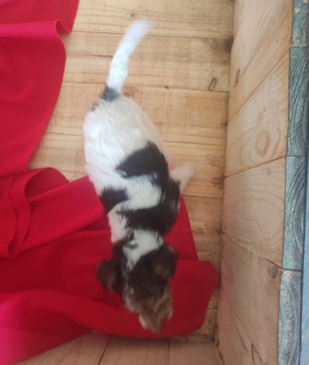 Wire haired terrier male