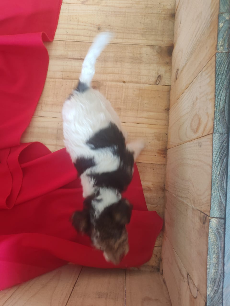 Wire haired terrier male