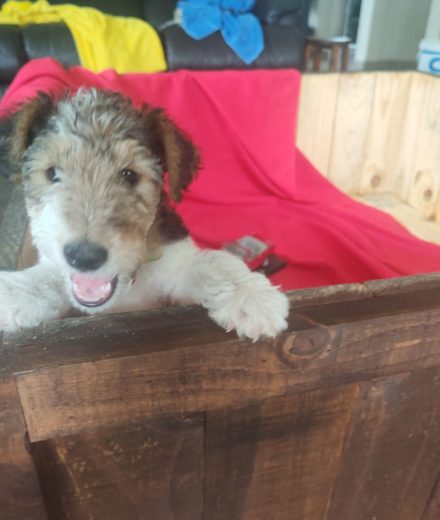 Wire haired terrier male