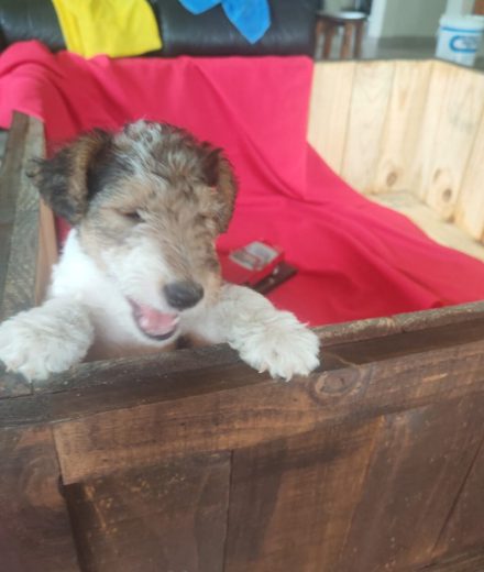 Wire haired terrier male