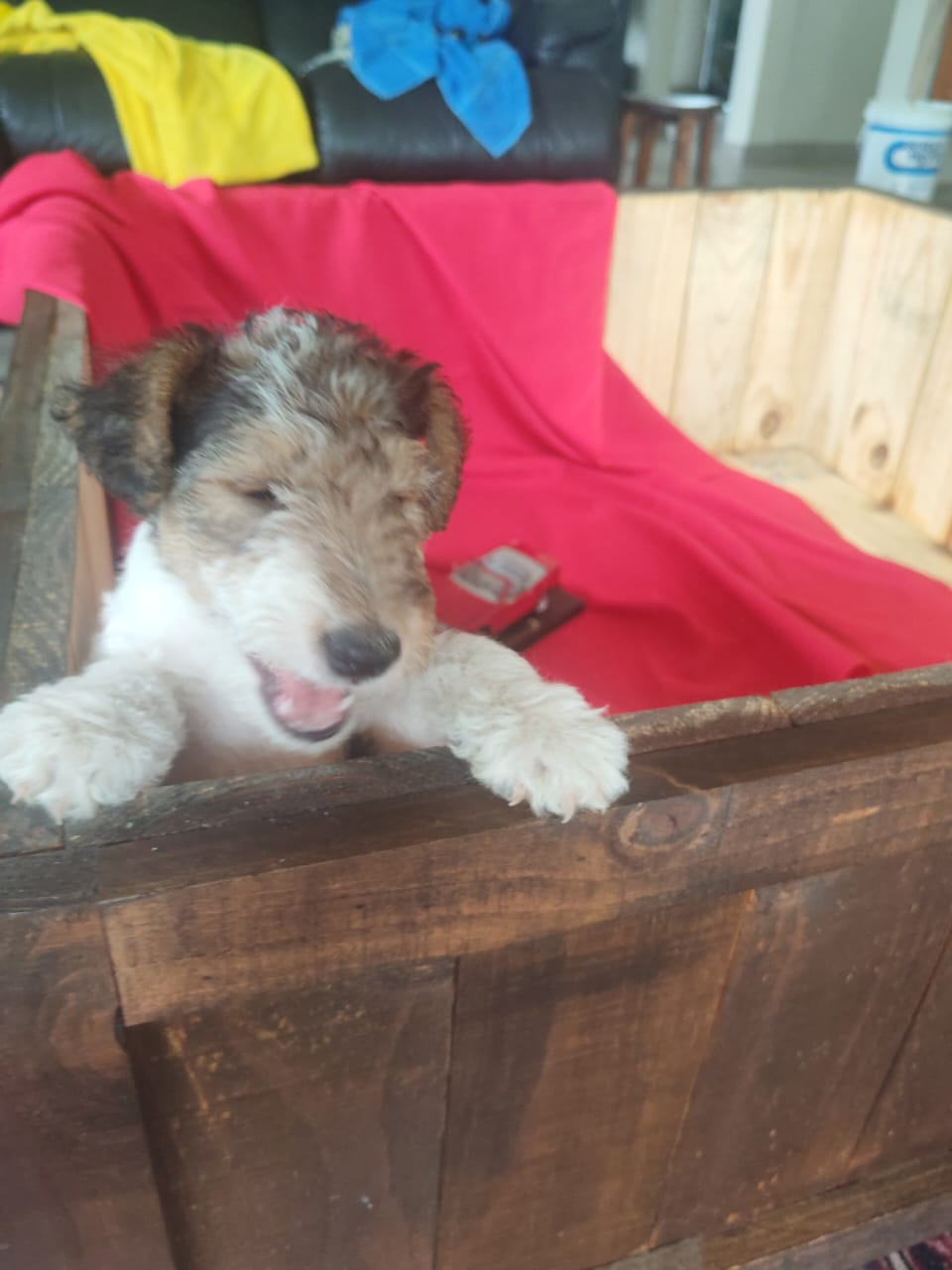 Wire haired terrier male