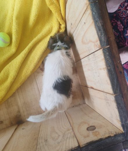 Wire haired terrier male