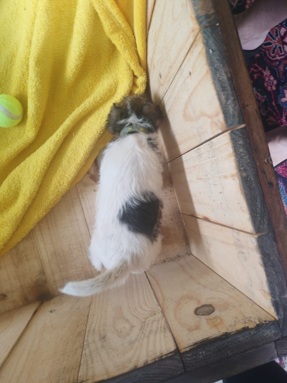 Wire haired terrier male