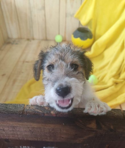 Wire haired terrier male