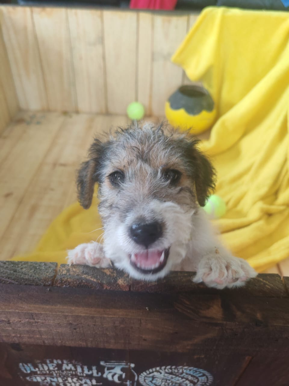 Wire haired terrier male