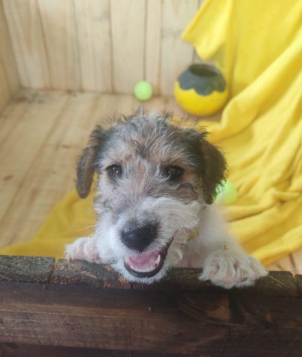 Wire haired terrier male