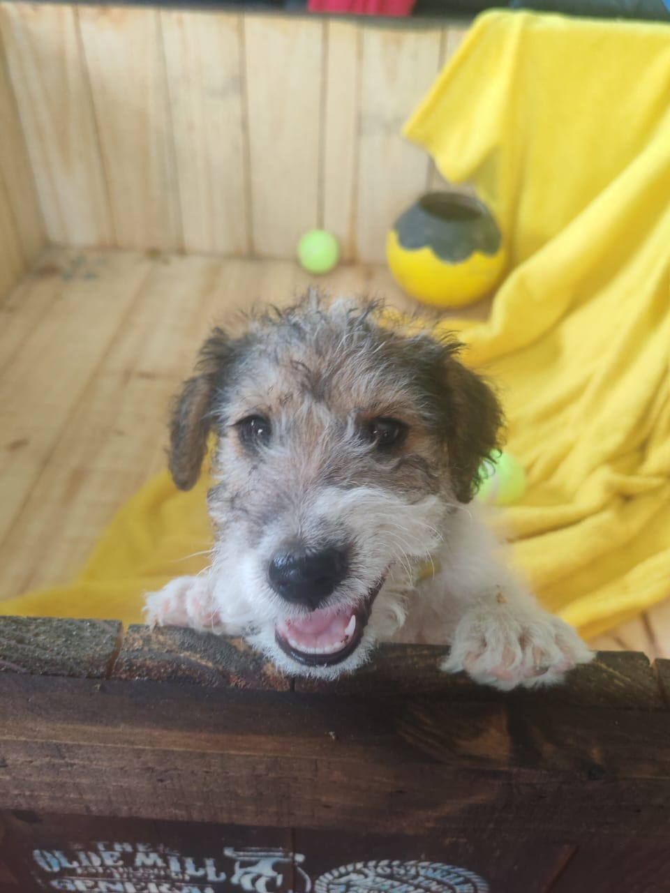 Wire haired terrier male