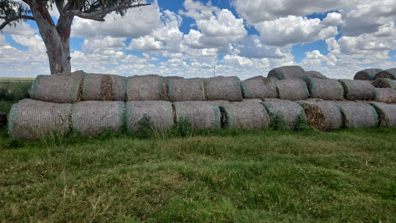 Maize Bales/ Mielieres Bale
