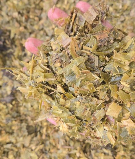 Corn Silage/ Mielie Kuilvoer 900ton