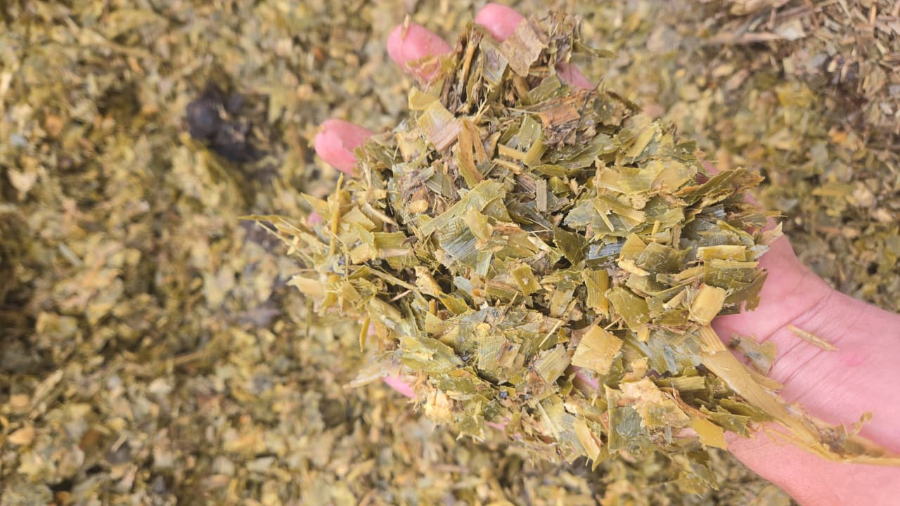 Corn Silage/ Mielie Kuilvoer 900ton