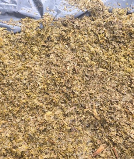 Corn Silage/ Mielie Kuilvoer 900ton