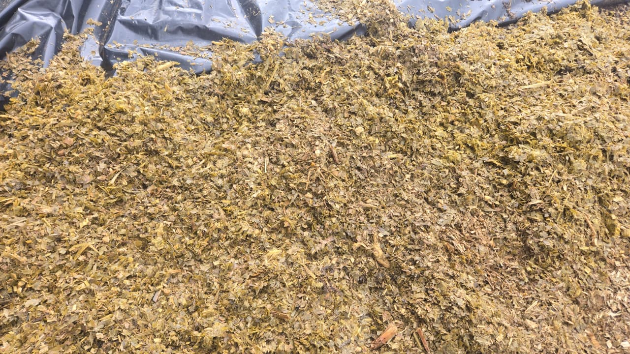 Corn Silage/ Mielie Kuilvoer 900ton