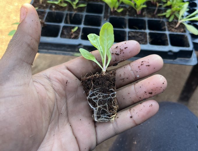 Seedlings