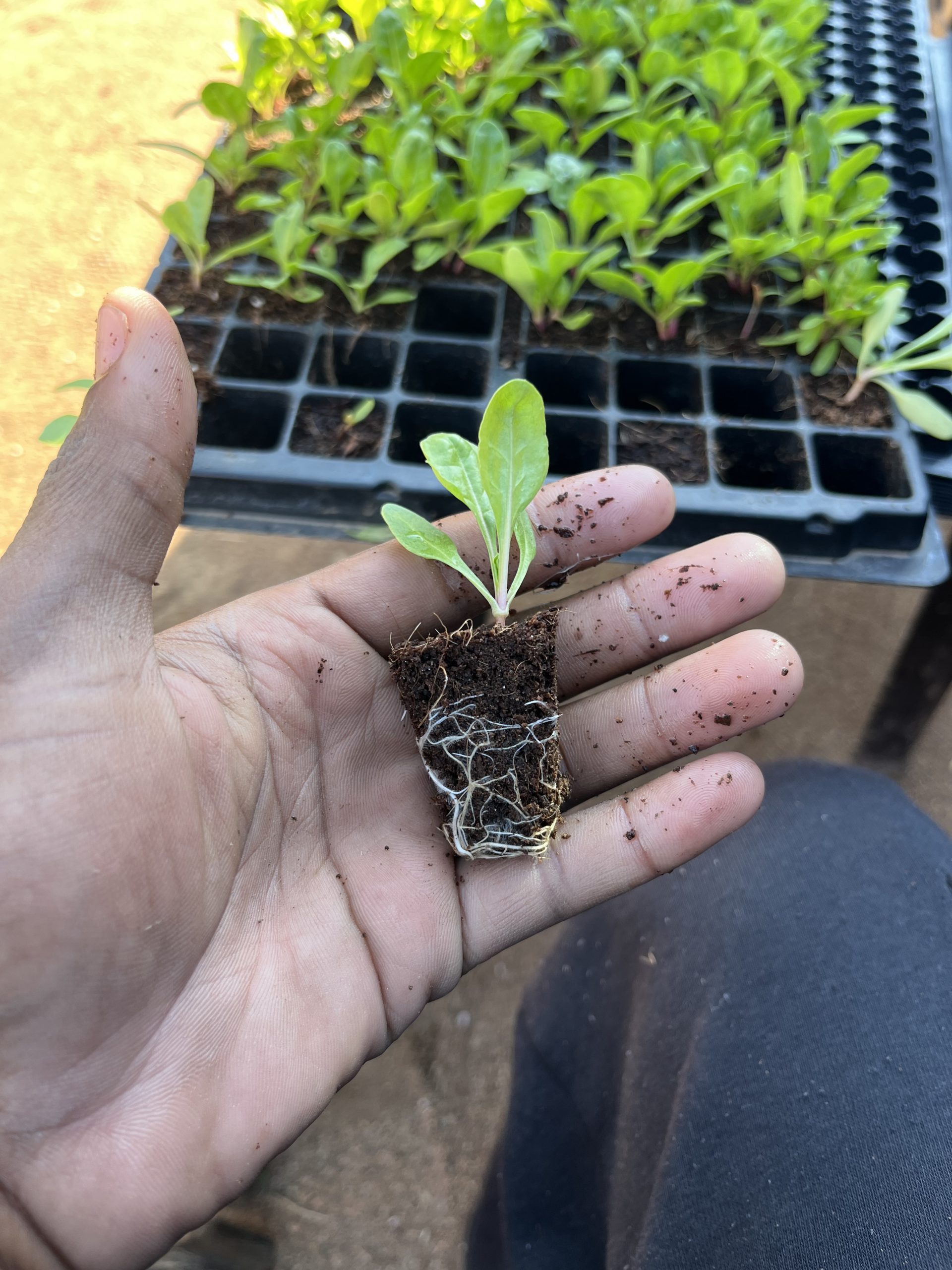Seedlings
