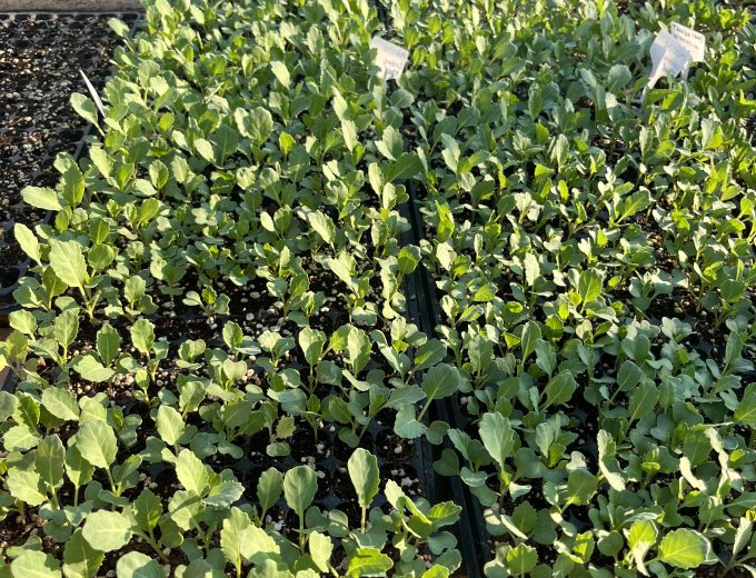 Seedlings
