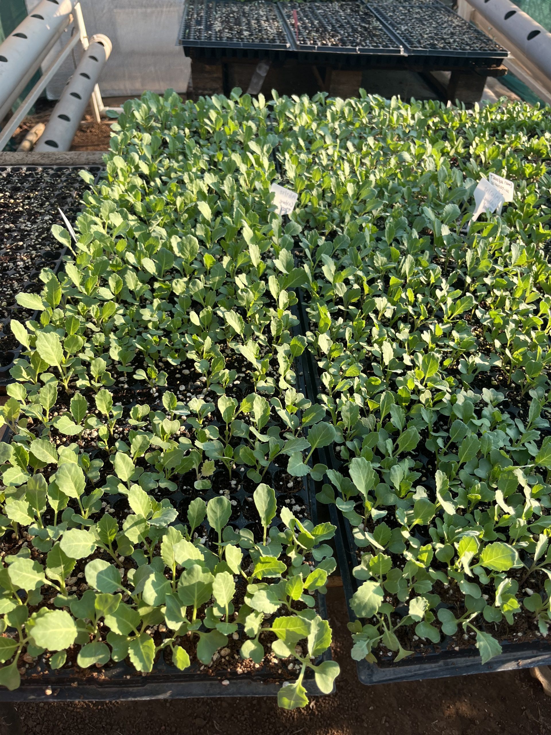 Seedlings