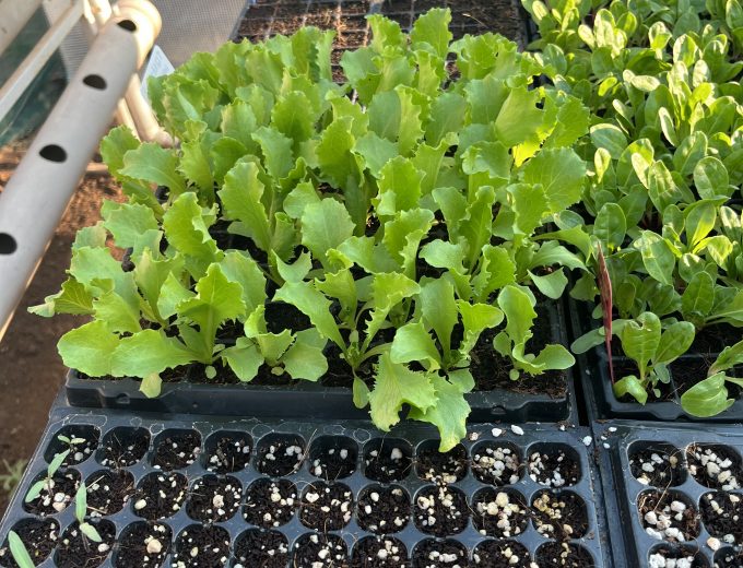 Seedlings