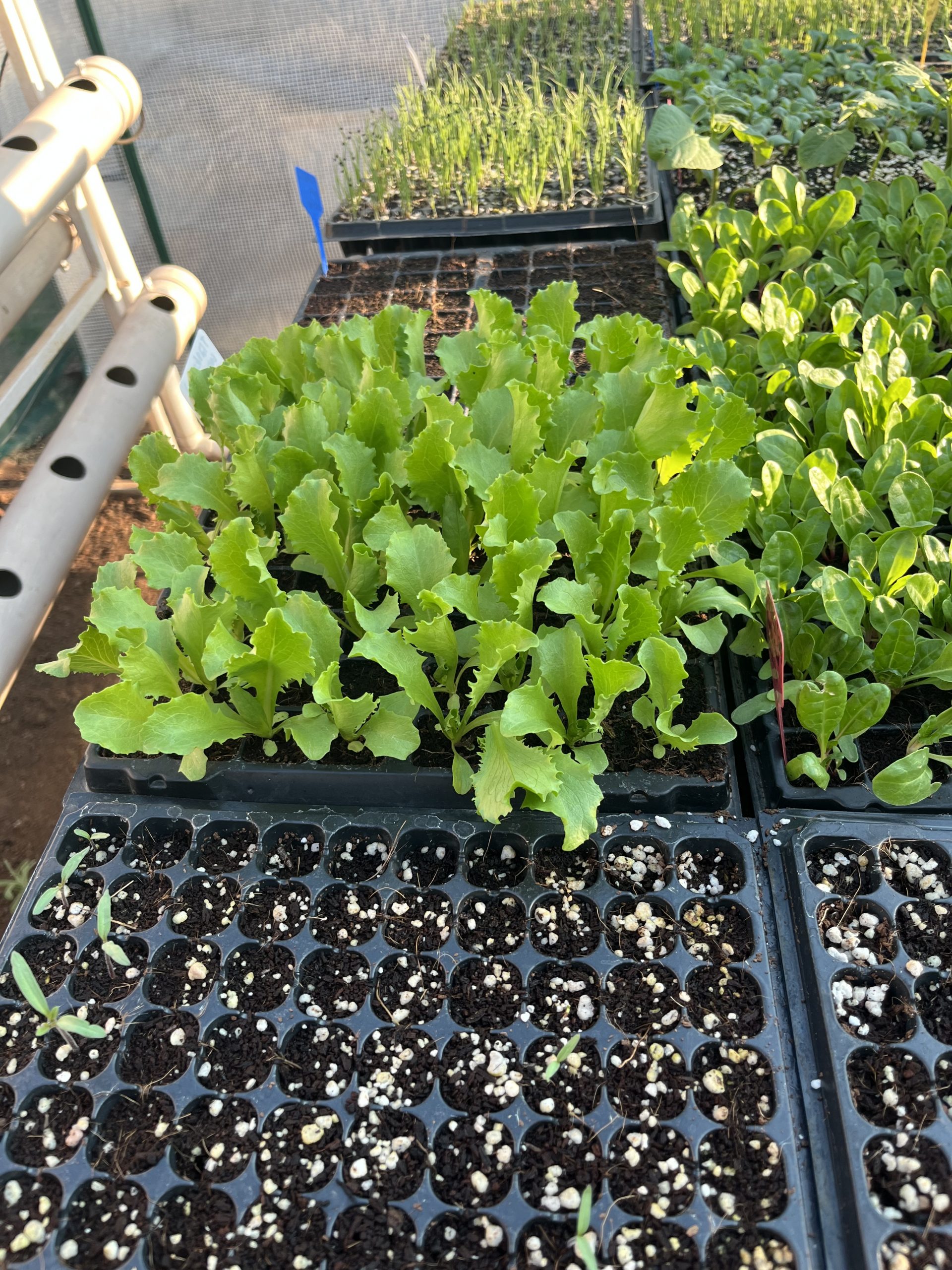 Seedlings