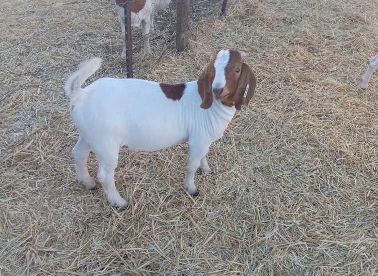 inbound4367556242678640335