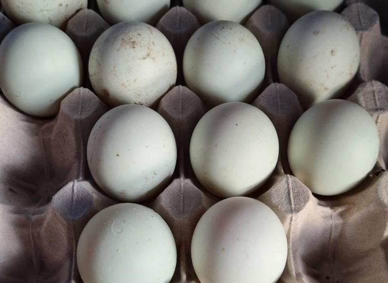 inbound6050981384145573926