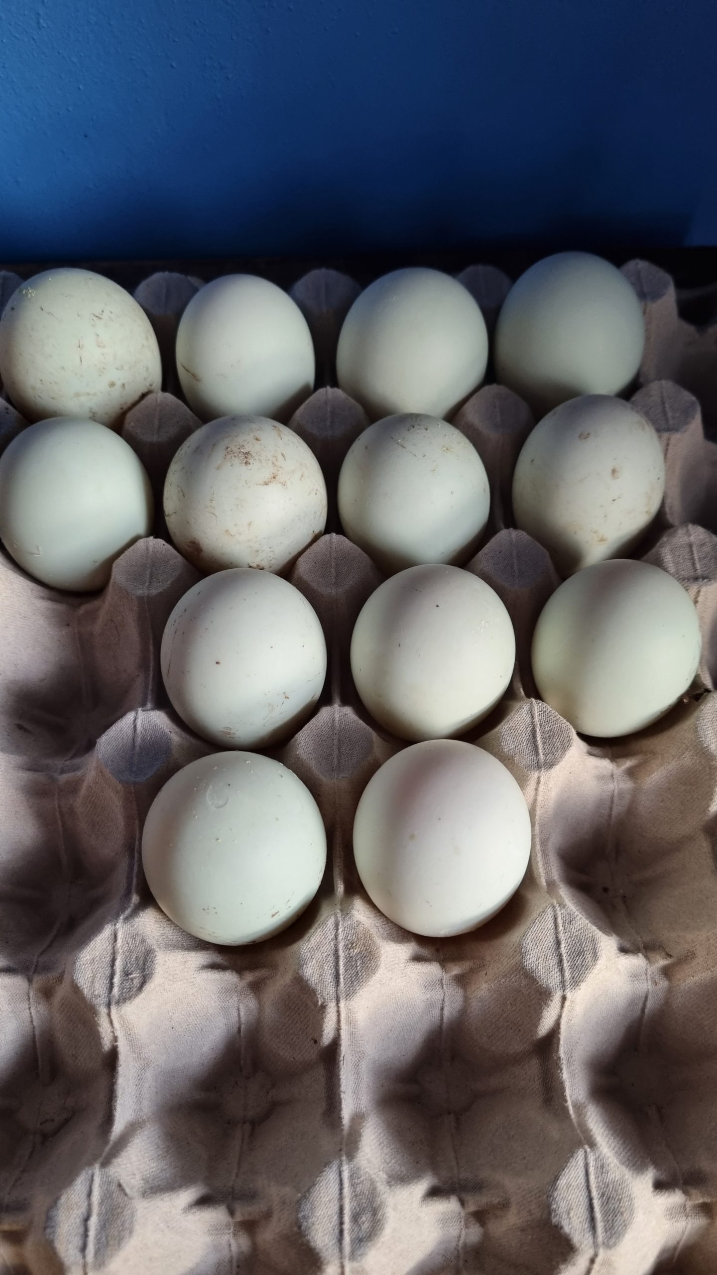 Fertile Indian Runner Duck Eggs