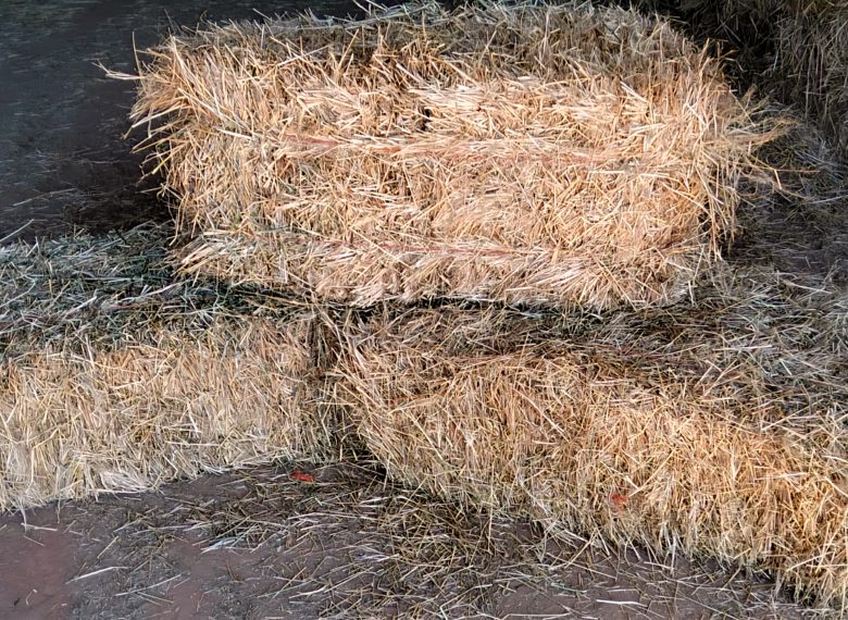 inbound2666375200539286629