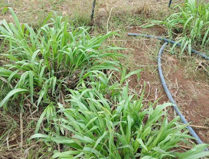 Super Napier Grass Cuttings