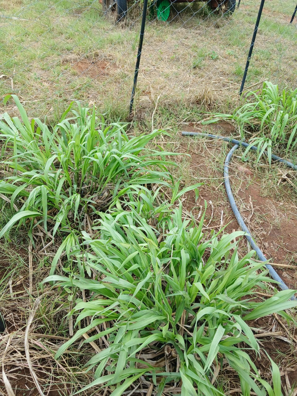 Super Napier Grass Cuttings