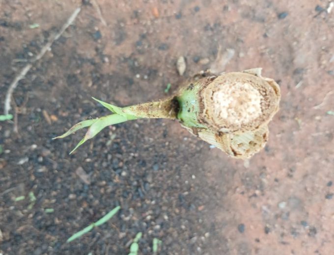 Super Napier Grass Cuttings