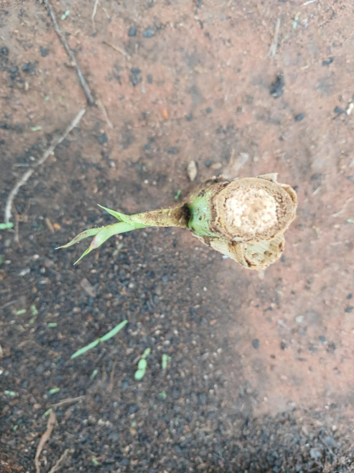Super Napier Grass Cuttings