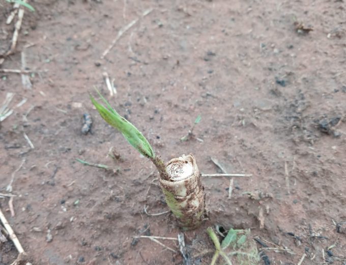 Super Napier Grass Cuttings