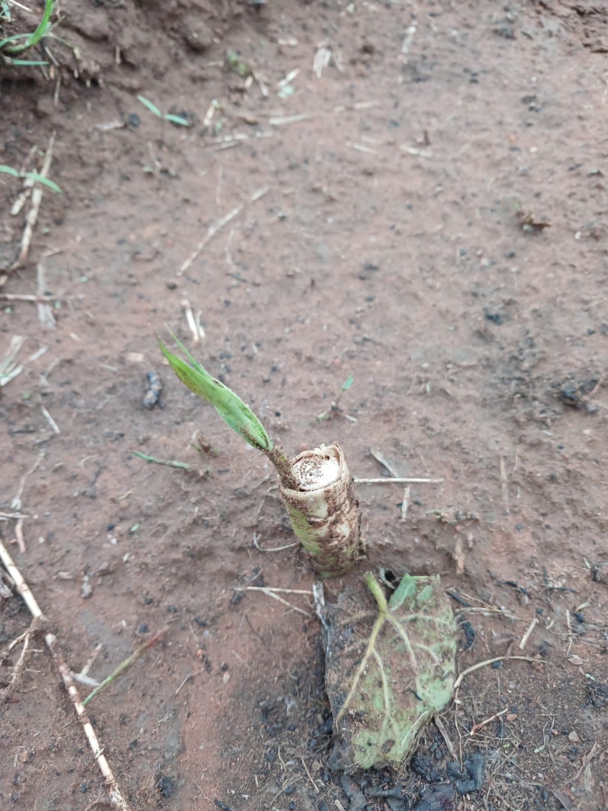 Super Napier Grass Cuttings