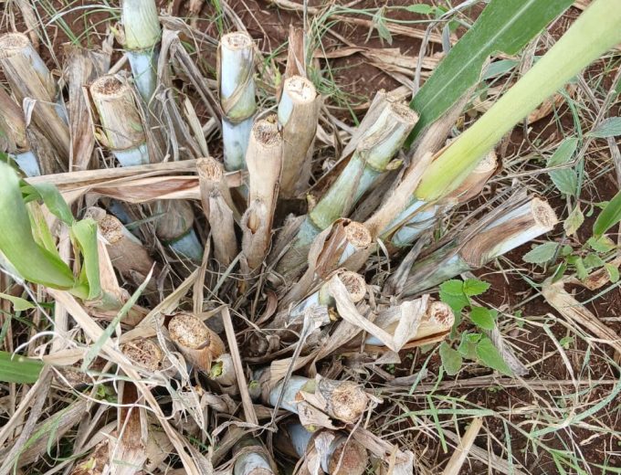 Super Napier Grass Cuttings
