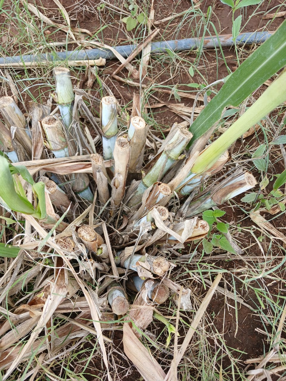 Super Napier Grass Cuttings