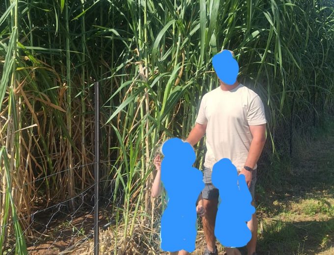 Super Napier Grass Cuttings