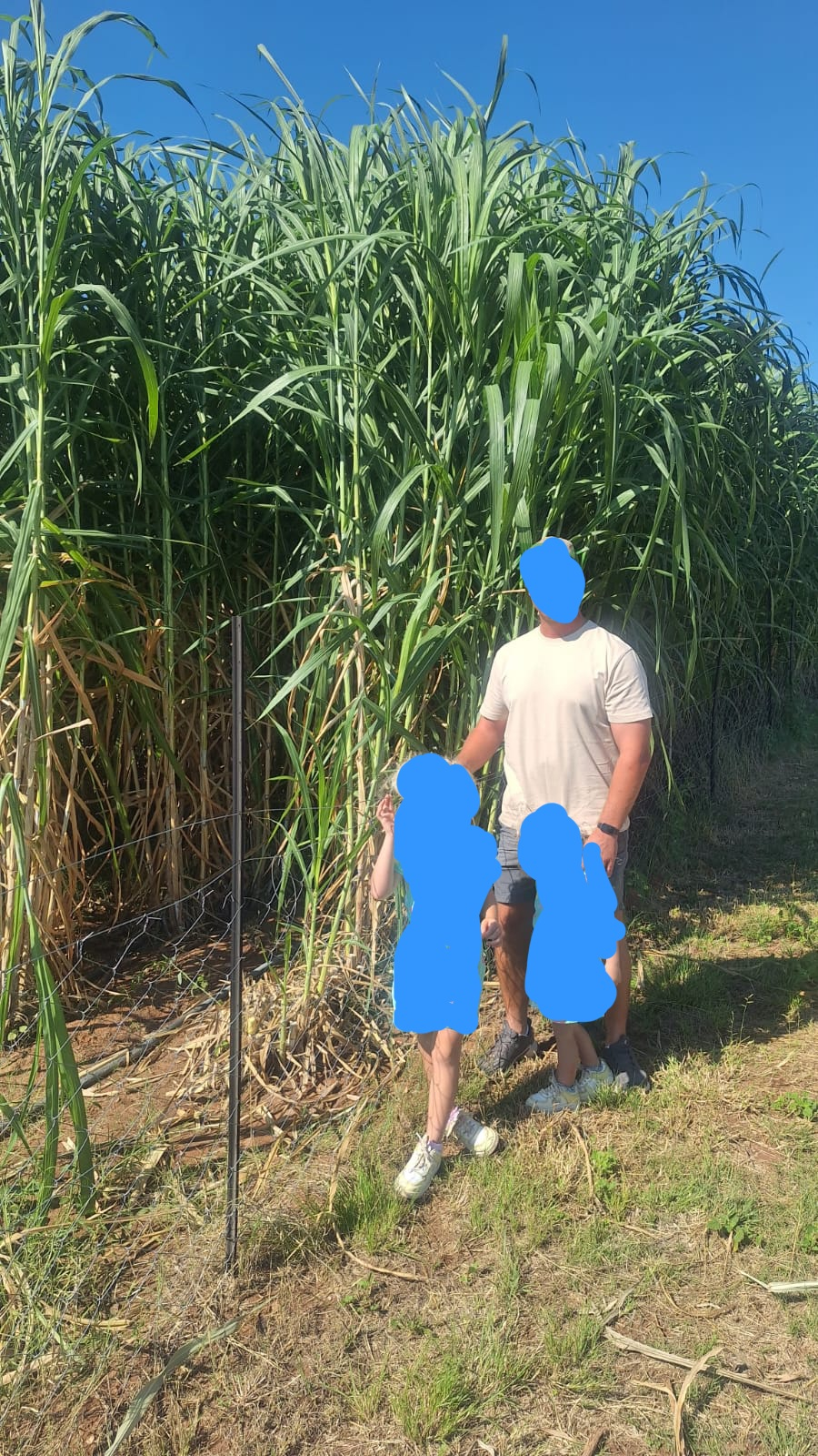 Super Napier Grass Cuttings