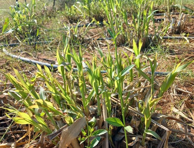 Super Napier Grass Cuttings