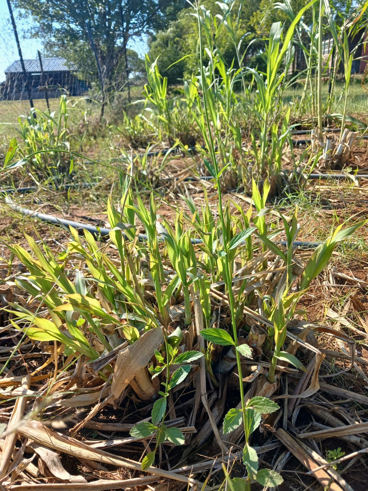 Super Napier Grass Cuttings