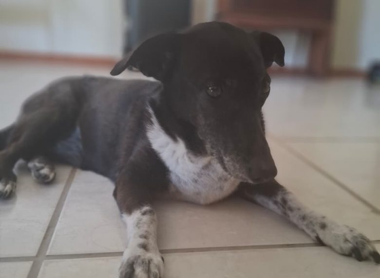 inbound7297118736897717663