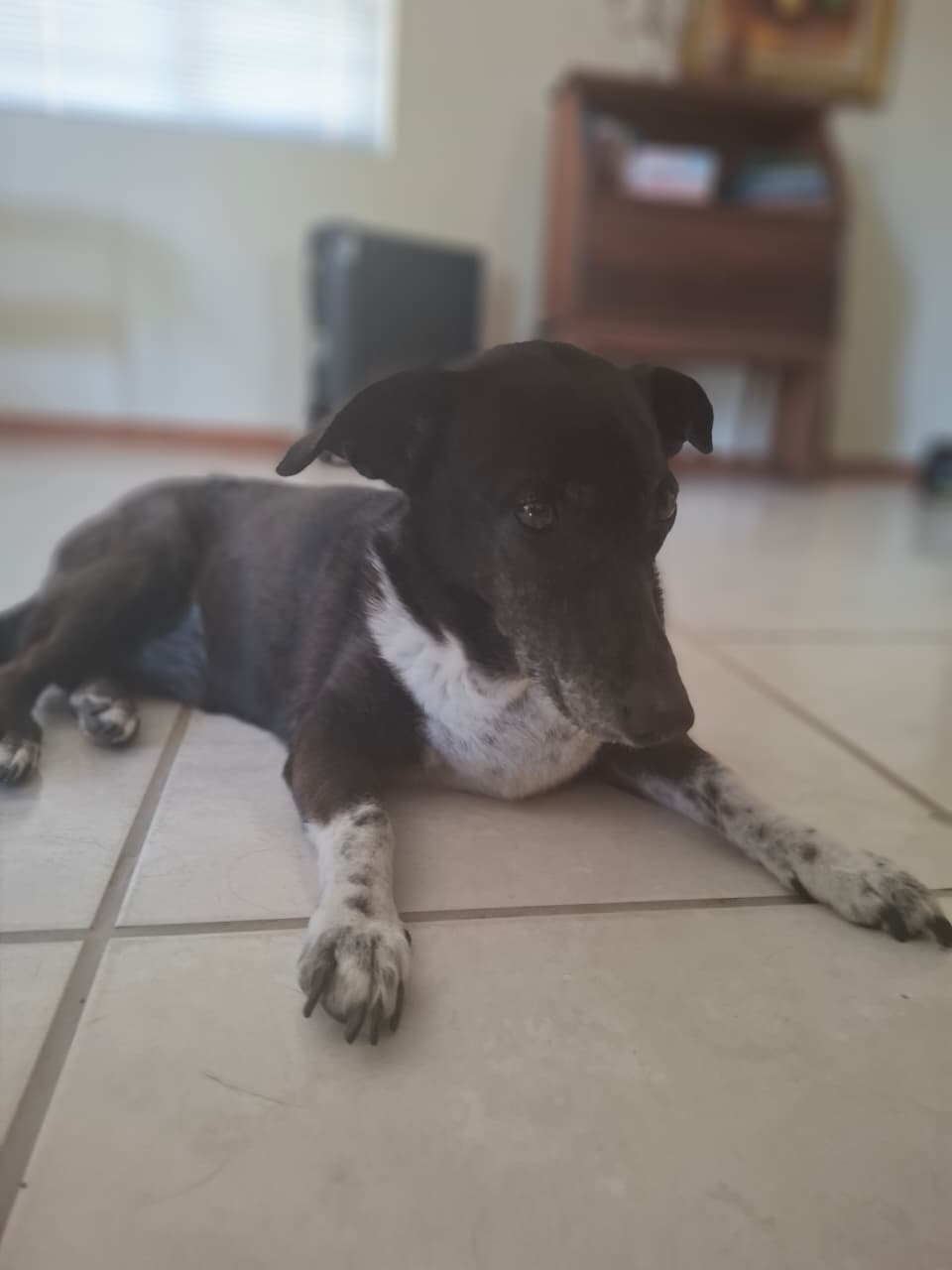 Lost Dog