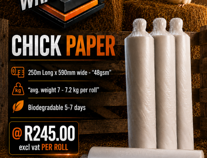 Chick Paper🐣